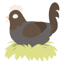 A grey and bark chicken with a head pattern