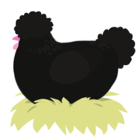 Coolio, a black and sable chicken with a neck-speckle pattern