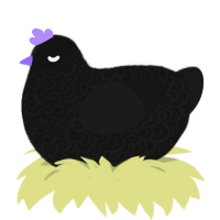 Crow, a black and sable chicken with a double-lace pattern