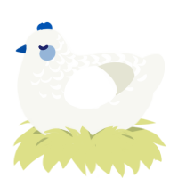 Wisteria, a white chicken with a half-lace pattern