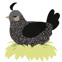 A grey and black chicken with a double-lace pattern