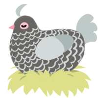Floofy Pigeon, a grey and silver chicken with a lace pattern
