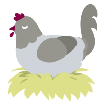 A mist and ash chicken with a head pattern
