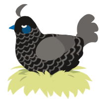Gin, a sable and grey chicken with a lace pattern
