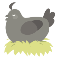 A ash and grey chicken