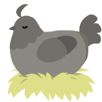 A ash and grey chicken with a head pattern