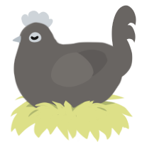 Stone, a grey chicken