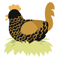 Midas, a black and gold chicken with a lace pattern