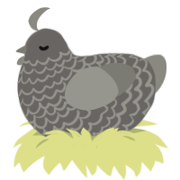 A grey and ash chicken with a lace pattern