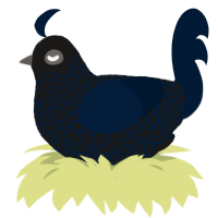 A sable and tumblr chicken with a double-lace pattern