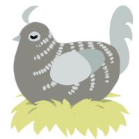 Pebble, a ash and silver chicken with a half-bar pattern