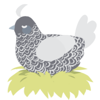 A ash and sable chicken with a double-lace pattern