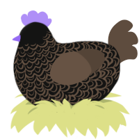 111, a black and bark chicken with a double-lace pattern
