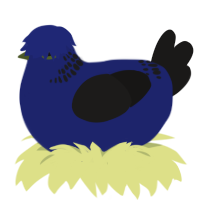A navy and sable chicken with a neck-band pattern