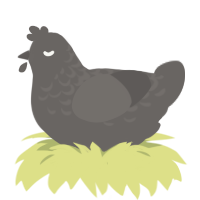 clay, a grey chicken with a half-lace pattern
