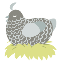 Gargoyle, a ash and silver chicken with a lace pattern