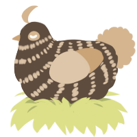 A bark and beige chicken with a bar pattern