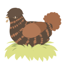 Bihh burr, a bark and brown chicken with a bar pattern