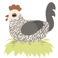 A cream and grey chicken with a double-lace pattern
