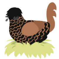 A black and brown chicken with a lace pattern