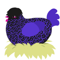 A sable and indigo chicken with a double-lace pattern