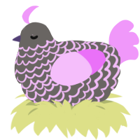 Moxi, a grey and lavender chicken with a lace pattern