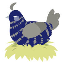 A navy and ash chicken with a bar pattern