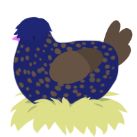 A navy and bark chicken with a speckle pattern