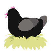 Pinktoes Jr, a black and grey chicken