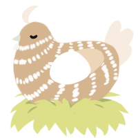 A beige and cream chicken with a bar pattern