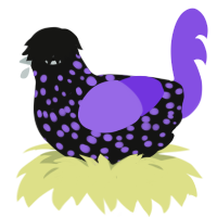 A black and blurple chicken with a speckle pattern