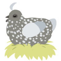 A ash and mist chicken with a speckle pattern
