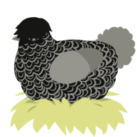 A black and ash chicken with a double-lace pattern