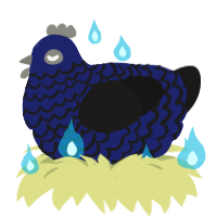 A navy and sable chicken with a lace pattern