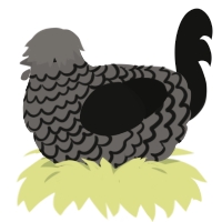 dustiest, a grey and black chicken with a lace pattern