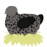 A grey and black chicken with a speckle pattern