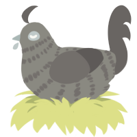A ash and grey chicken with a bar pattern