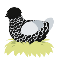 A black and mist chicken with a lace pattern