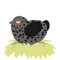 A grey and sable chicken with a speckle pattern