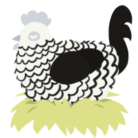A white and sable chicken with a lace pattern