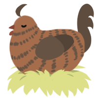 A brown and bark chicken with a bar pattern