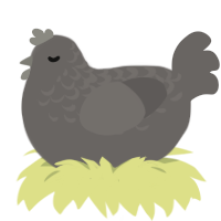 topaz, a grey chicken with a half-lace pattern