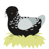 A sable and silver chicken with a half-lace pattern