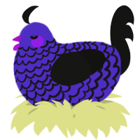 A indigo and black chicken with a lace pattern