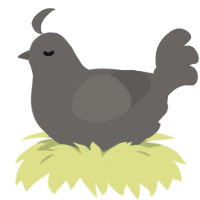 A grey chicken