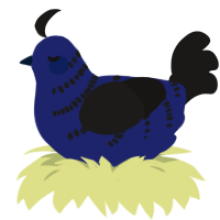 A navy and sable chicken with a half-bar pattern