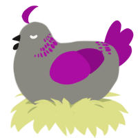 A ash and plum chicken with a neck-band pattern