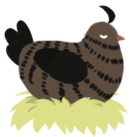 A bark and black chicken with a bar pattern