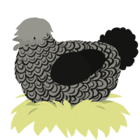 A ash and black chicken with a double-lace pattern