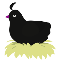 A black chicken